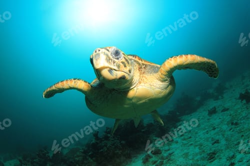 Preview: Hawksbill Sea Turtle Up Close With Sun Behind It