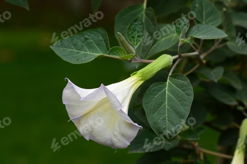 Preview: Datura Candida In Bloom, Armenia