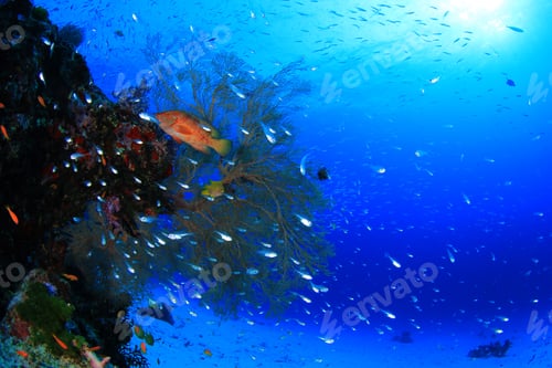 Preview: Coral Reef And Fish Underwater In Ocean