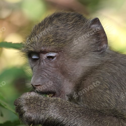 Preview: Baboon In The Forest Of Lake Manyara National Park, Kenya