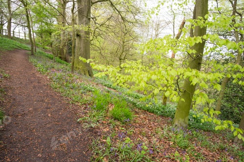 Preview: Woodland Dirt Trail Image