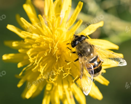 Preview: Bee On Yellow Flower, Closeup