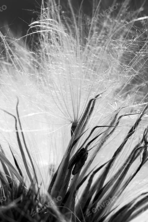 Preview: Abstract Composition With Dried Plants Seeds. Looks Like Dandelion Seeds