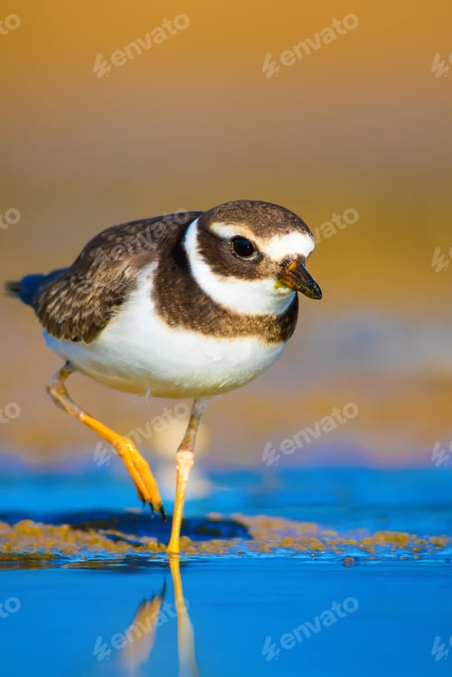 Preview: Cute Little Bird. Nature Background. Common Ringed Plover