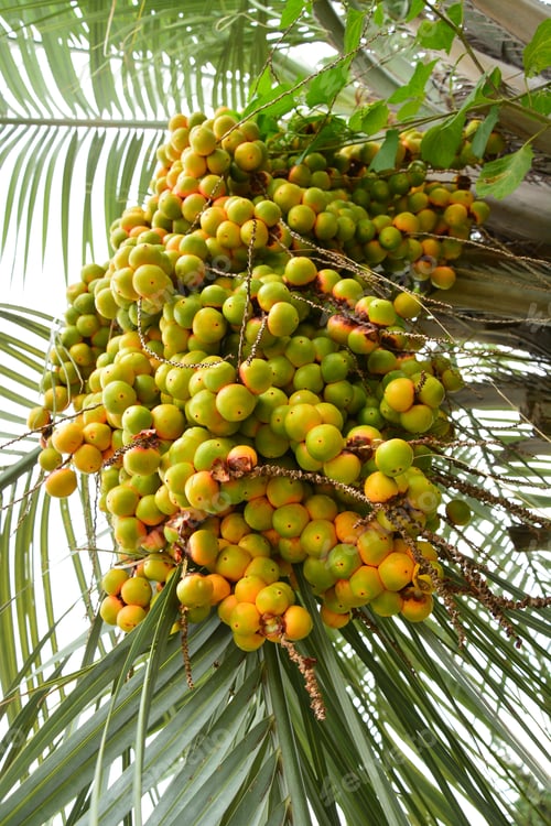 Preview: Bunch Of Dates On The Palm Tree