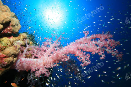 Preview: Soft Coral And Glassfish In Sunshine