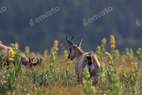 Preview: Chamois (Rupicapra Rupicapra) Vosges Mountains, France