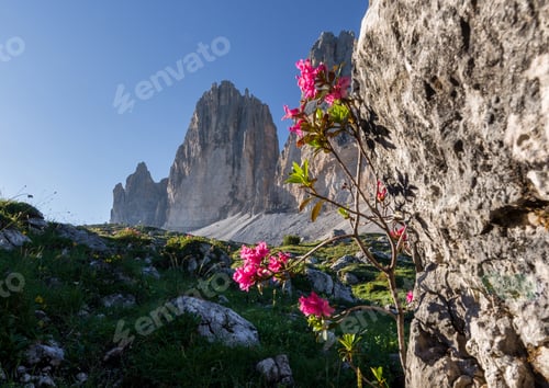 Preview: Flowers Under Tre Cime Di Lavaredo Mountains