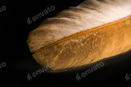 Preview: Hen Feather With Black Background