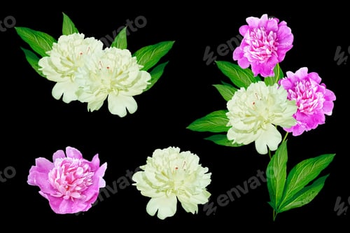 Preview: Colorful Bright Flowers Peonies Isolated On Black Background.