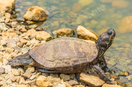 Preview: Chrysemys Picta, Or Painted Turtle, In Singapore Botanic Gardens