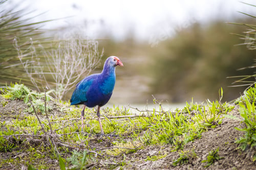 Preview: Blue, Purple Bird Swamphen Purple Swamphen Porphyrio Porphyrio