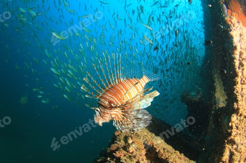 Preview: Lionfish And Snapper Fish On Shipwreck