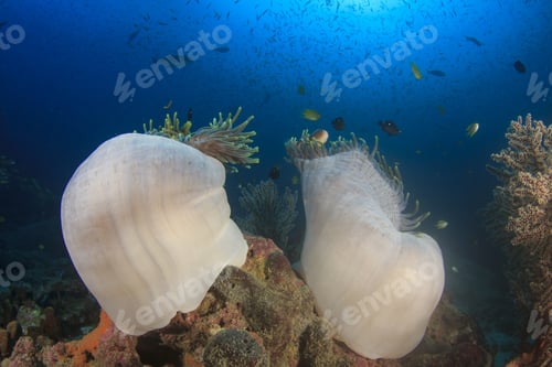 Preview: Coral Reef Underwater With Clownfish (Anemonefish) And Sea Anemone