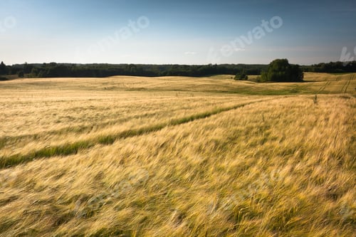 Preview: Cereal Fields At Sunset