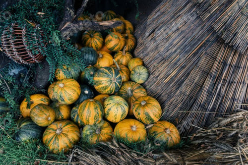 Preview: Halloween Pumpkins In Autumn