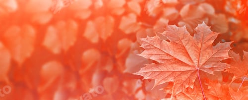 Preview: Autumn Landscape With Bright Colorful Foliage. Indian Summer.