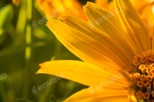 Preview: Bouquet Of Bright Yellow Flowers Heliopsis Helianthoides