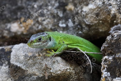 Preview: Western Green Lizard Sits In A Dry Stone Wall Germany