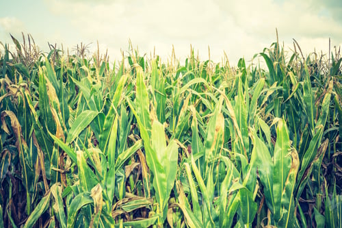 Preview: Vintage Photo Of Corn Field Landscape