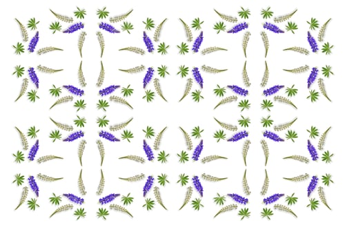 Preview: Lupines Beautiful Flowers On A White Background