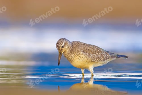 Preview: Water Bird Red Knot. Colorful Nature Habitat Background.