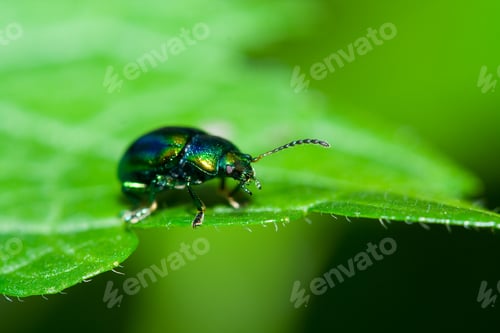 Preview: Very Detailed Macro Of A Green Beetle Walking On A Leaf