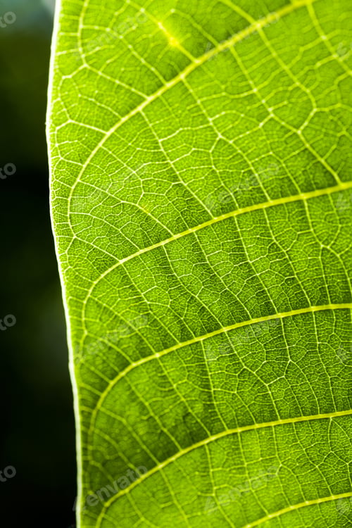 Preview: Green, Abstract Composition With Leaf Texture