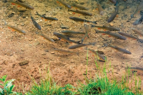 Preview: Trout On The Bottom Of The Lake. Lots Of Fish Swimming Freely In Clear Water. Green Grass On The