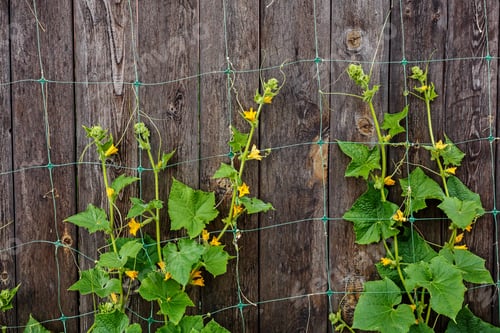 Preview: Plant Cucumbers Growing On A Vertical Wooden Surface With Special Mesh