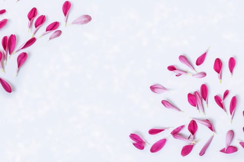 Preview: Colorful Autumn Flowers Of Chrysanthemum. Natural Floral Background. Petals. Nature