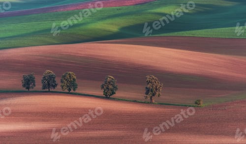 Preview: Chestnut Avenue In South Moravia