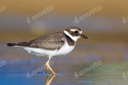 Preview: Nature And Bird. Cute Little Common Water Bird. Colorful Nature Background. Bird: Common Ringed