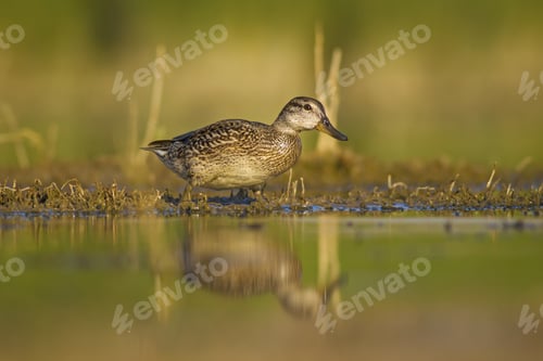 Preview: Swimming Duck Mallard. Colorful Nature Habitat Background. Bird: Mallard. Anas Platyrhynchos.