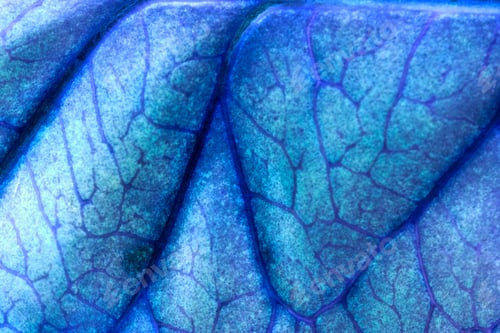 Preview: Codiaeum Leaves With Beautiful Vein And Details - Inverted Colors