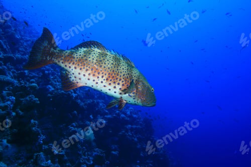 Preview: Red Sea Coral Grouper (Plectropomus Pessuliferus)