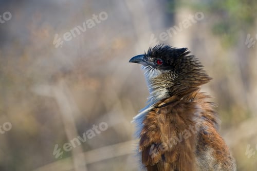 Preview: Burchells Coucal (Centropus Burchelli) In The Kruger National Park, South Africa