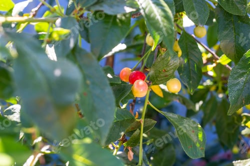 Preview: Ripening Cherries On A Tree Branch In The Garden In Summer