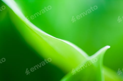 Preview: Green, Abstract Composition With Leaf Texture And Soft Focus