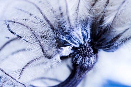 Preview: Abstract Composition With Dried Clematis Seeds And Light