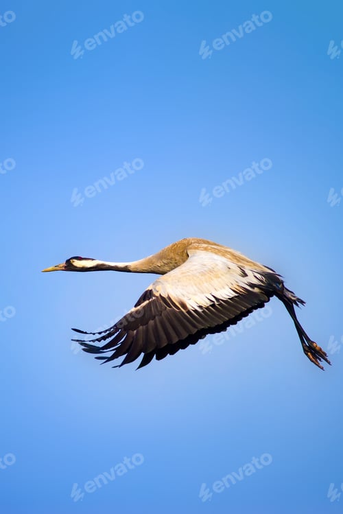 Preview: Flying Crane. Blue Sky Background. Bird: Common Crane. Grus Grus.