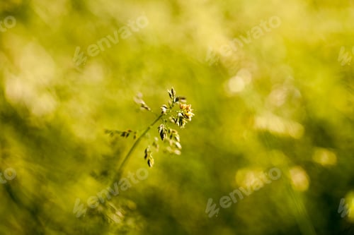 Preview: Green Plants Isolated On Natural Background With Beautiful Bokeh And Contour Light
