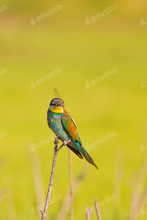 Preview: Colorful Bird. Warm Colors Nature Background.