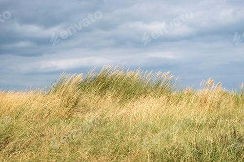 Preview: Grassy Dune Background