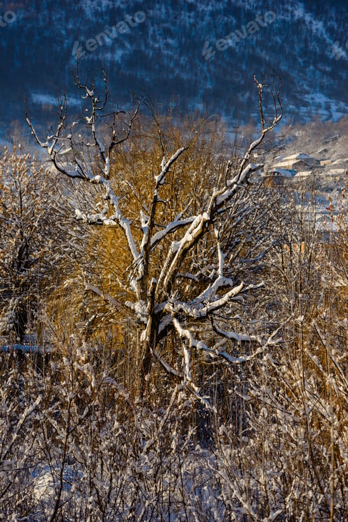 Preview: Snow Covered Trees, Armenia