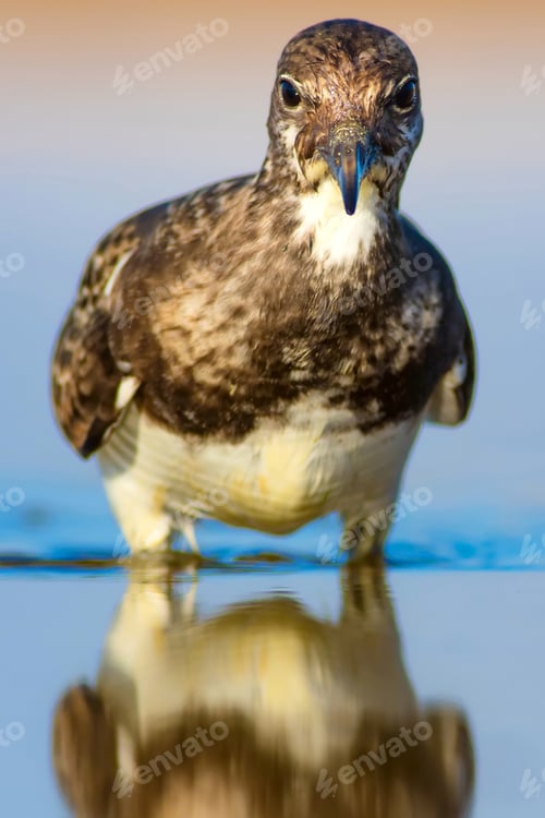 Preview: Cute Water Bird. Common Bird Ruddy Turnstone. Colorful Nature Background. Bird: Ruddy Turnstone