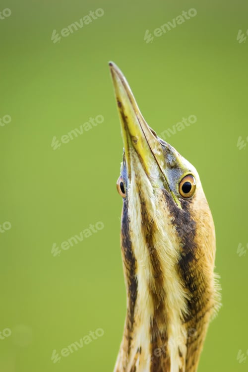 Preview: Funny Bird Portrait. Bird: Eurasian Bittern. Botaurus Stellaris. Green Nature Background.