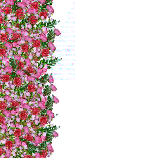 Preview: Dog Rose (Rosa Canina) Flowers On A White Background