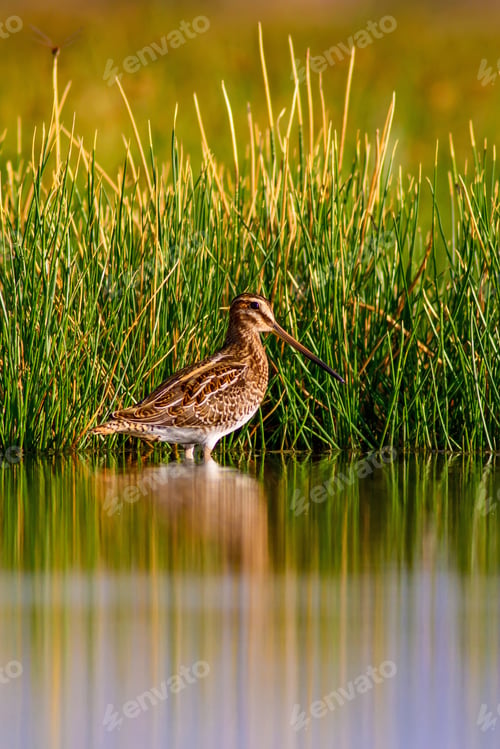 Preview: Nature And Bird. Green Yellow Nature Background. Bird: Common Snipe. Gallinago Gallinago.