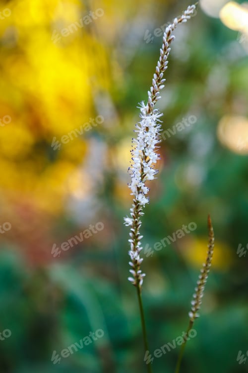 Preview: Blooming Mountain Fleece Or Persicaria Amplexicaulis Plants. Bistorta Is Medical Plant.